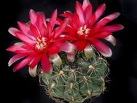 Gymnocalycium denudatum rot