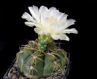 Gymnocalycium denudatum