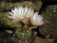 Gymnocalycium erinaceum v pauciquamosum P400