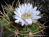 Gymnocalycium eurypleurum