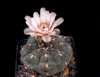 Gymnocalycium ferrari P136