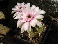 Gymnocalycium friedrichii