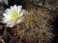 Gymnocalycium gibbosum v nobile