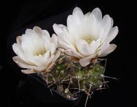 Gymnocalycium gibbosum