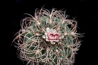 Gymnocalycium horizonthalonium