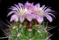 Gymnocalycium horridispinum