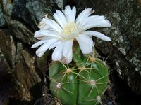 Gymnocalycium horstii HU79