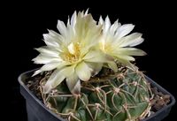 Gymnocalycium hyptiacanthum subsp uruguayense Tambores H2057