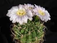 Gymnocalycium marsonerii