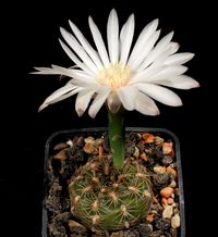 Gymnocalycium mesopotanicum P 241