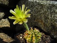 Gymnocalycium mihanovichii v filadelfiense