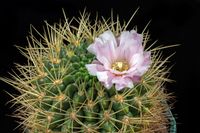 Gymnocalycium monvillei ssp horridispinum