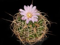 Gymnocalycium monvillei