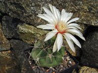 Gymnocalycium mostii