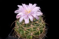 Gymnocalycium multiflorum