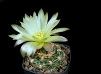 Gymnocalycium netrelianum