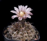 Gymnocalycium occultum