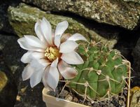 Gymnocalycium ochoterenae