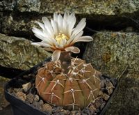 Gymnocalycium platygonum