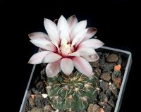 Gymnocalycium quehlianum JO1023.1