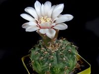 Gymnocalycium quehlianum