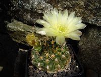 Gymnocalycium querkeanum