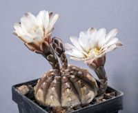 Gymnocalycium ragonesei P18