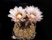 Gymnocalycium riojense v sanjuanense