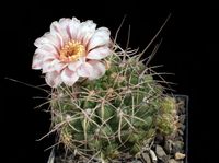 Gymnocalycium ritterianum