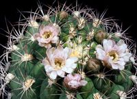 Gymnocalycium saglionis ssp tilcarense KH 31