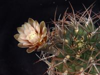 Gymnocalycium schickendantzii v delaetii