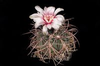 Gymnocalycium spegazzinii v horizonthalonium