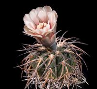 Gymnocalycium spegazzinii v major P2629