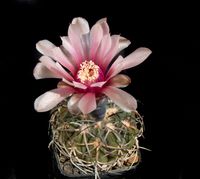 Gymnocalycium spegazzinii-Piltz 4208