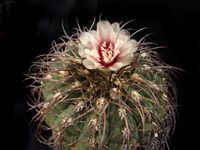 Gymnocalycium spegazzinii