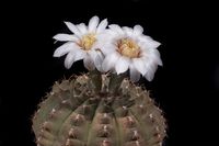 Gymnocalycium stellatum