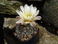 Gymnocalycium taningaense P212