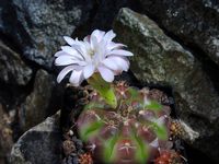 Gymnocalycium tucaritensis