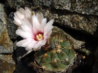 Gymnocalycium vatteri altautinense BKS82