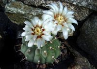 Gymnocalycium vatteri