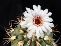 Gymnocalycium zegarrae