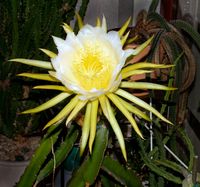 Hylocereus undatus