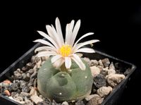 Lophophora alberto-vojtechii VM758