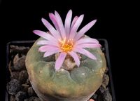 Lophophora decipiens