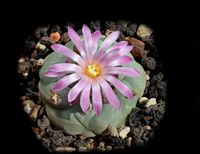 Lophophora diffusa var fricii