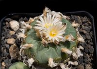 Lophophora diffusa