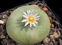 Lophophora fricii