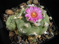 Lophophora jourdaniana