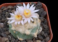 Lophophora koehresii