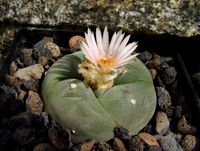 Lophophora lutea